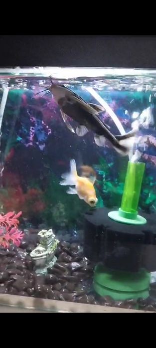 Продам аквариум бу