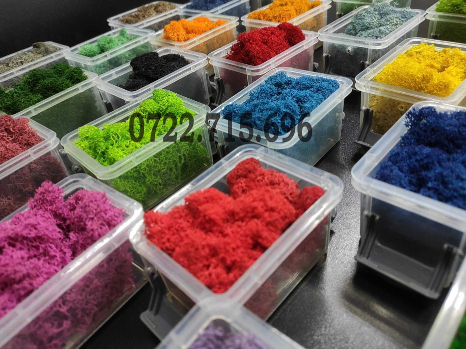 Licheni decorativi premium