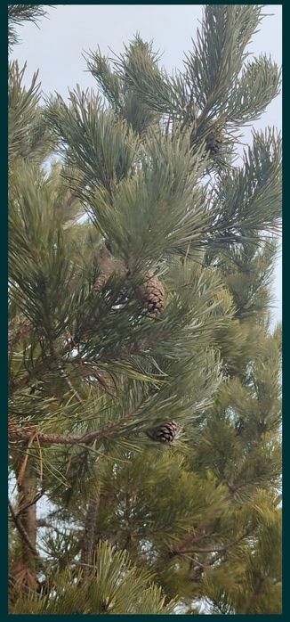 Сосны крупномеры недорого