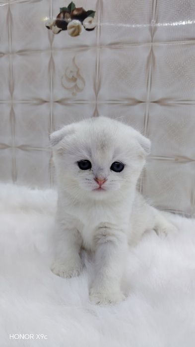 Zalotisti shinshilla