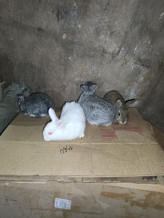 Продам маленьких кроликов