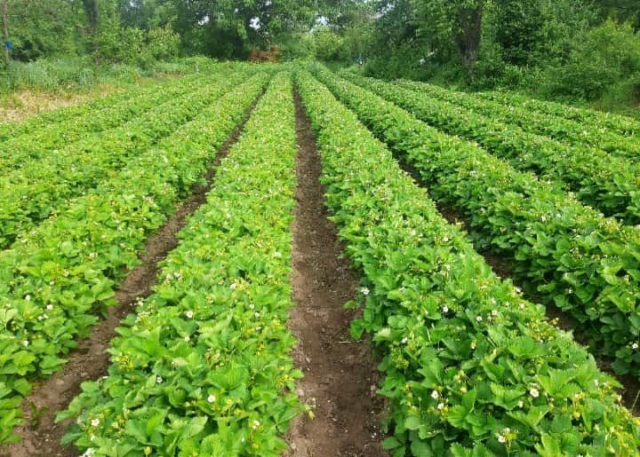 Разсад ягоди Азия, Клауди, Ароза – силен разсад, евтино 0.25 €