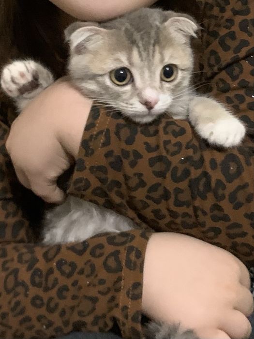 Шотландский маргау сатылады