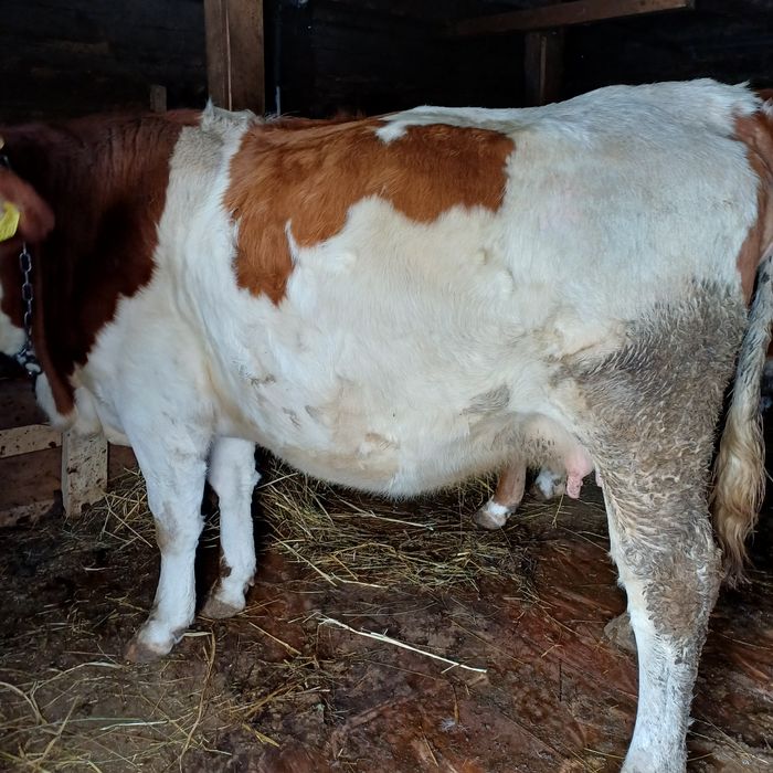 Vand juninca la primul fatat