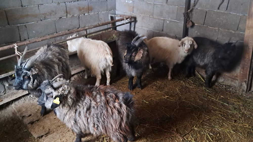 Лактар сатылады,продаеться козлята