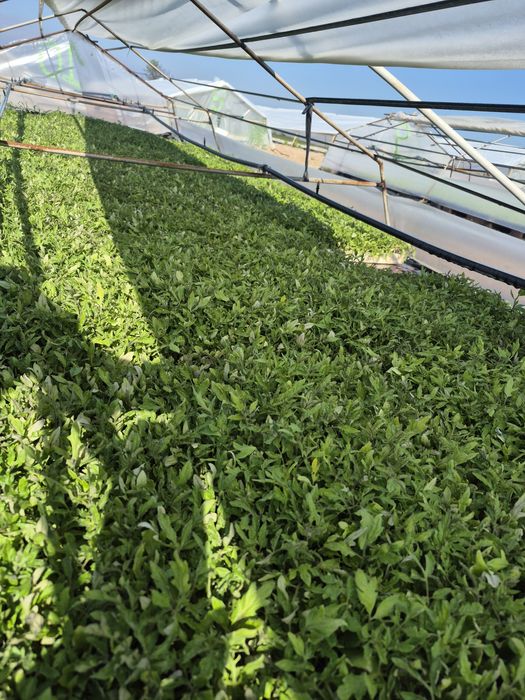 Разсад Домати 9️⃣ цента