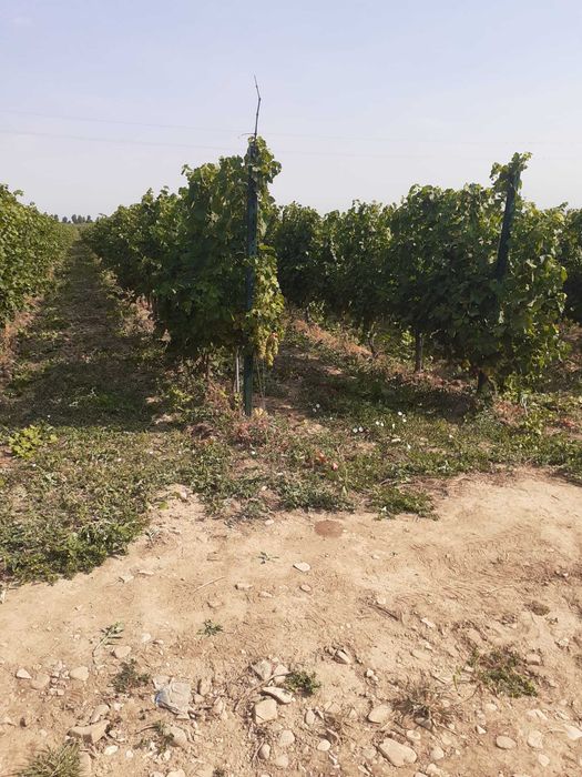 Vand 4,64 ha teren viticol cu plantatie de vita-de-vie – Carligele, Podgoria Cotesti, Vrancea