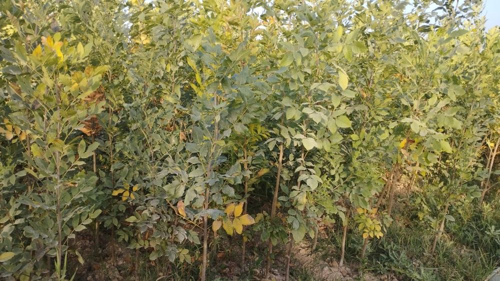 Саженцы Живой изгородь