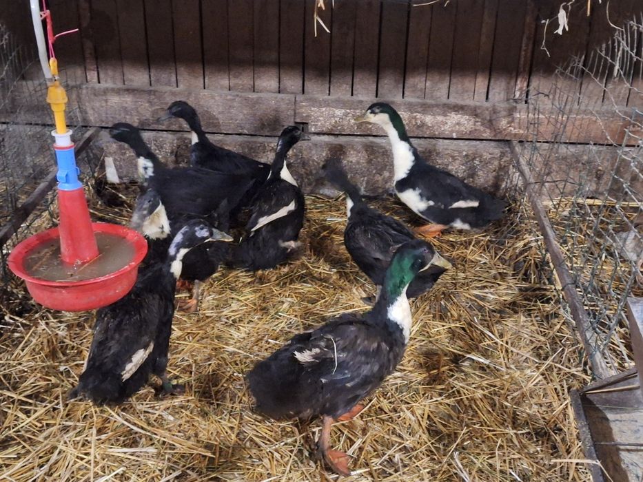 Vind pui de rata panorama de o zi