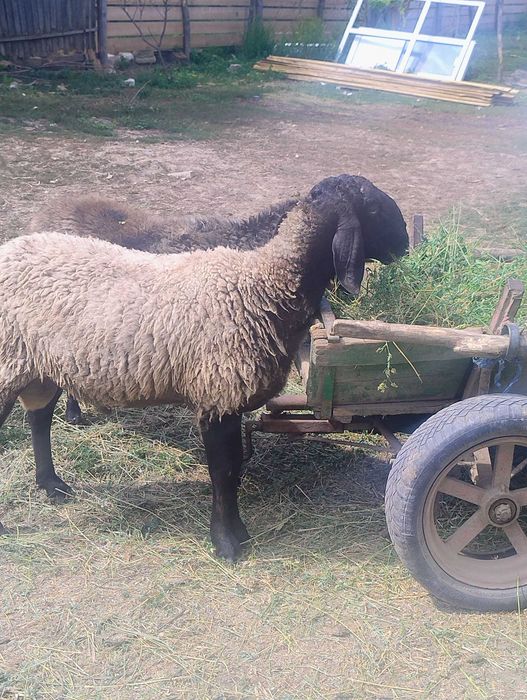 Animale, obiecte