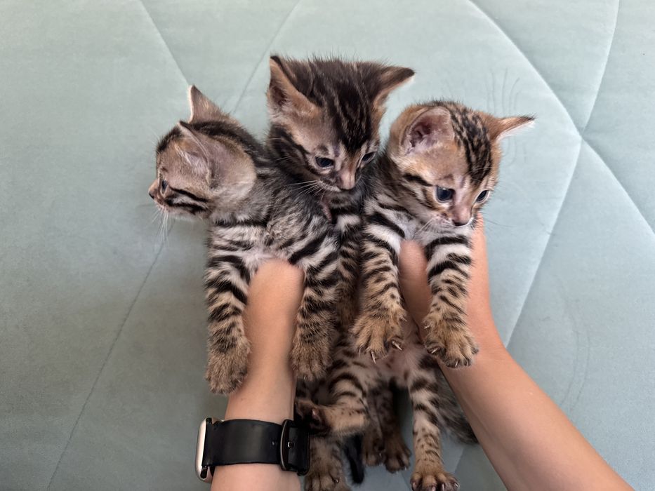 Бенгальские котята