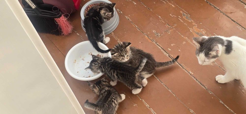 Mushukchalar hadya qilinadi bepul onasi va 4 ta bolachalari