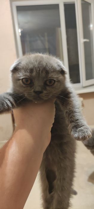 Шотландские котятя