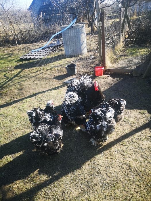 Oua de pasari de rasa cochinchina pentru incubat