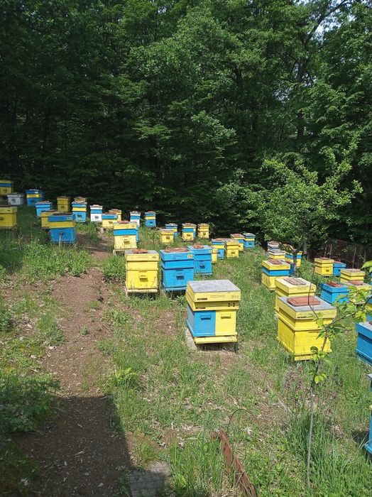 Кошери система Дадан Блат