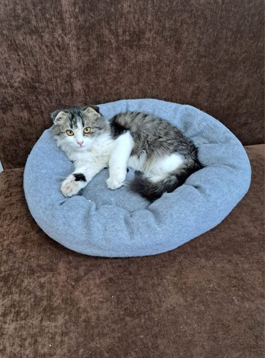 Кошку продам скоттиш-фолд