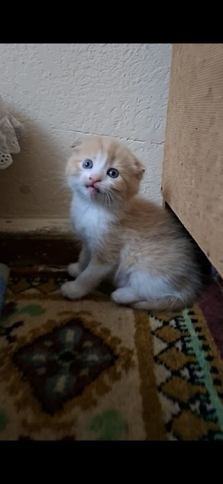 Продам вислоухих котят 20 дней