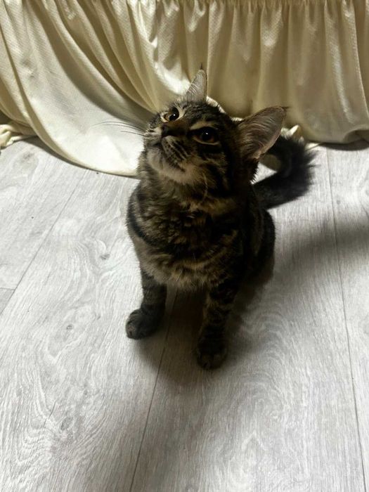 Котенок мальчик ( 3-4 месяца)