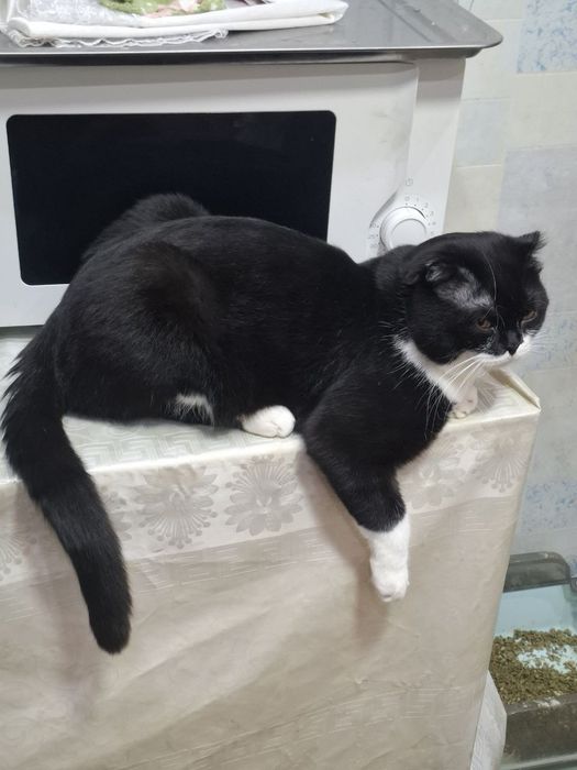 скоттиш фолд uy mushugi