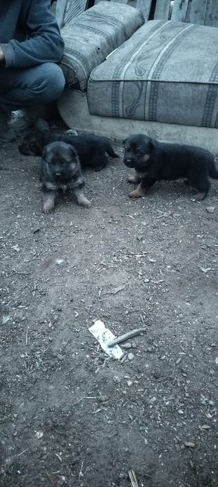 Продаю немецких щенков