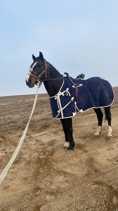 Кокпар ат жеребец