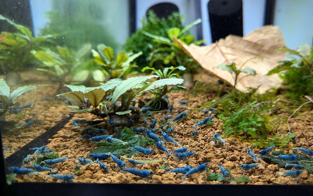 Аквариумни скариди Blue bolt extreme