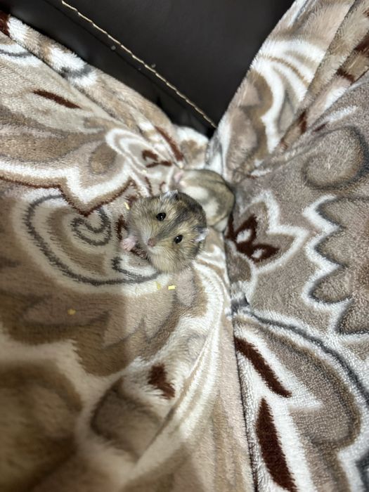 Donez pui de hamster pitic