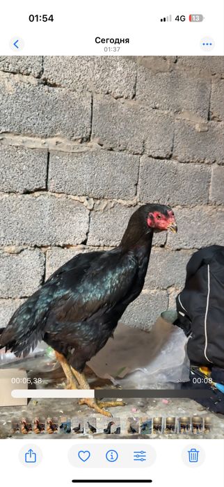 Таза ганой апрелски