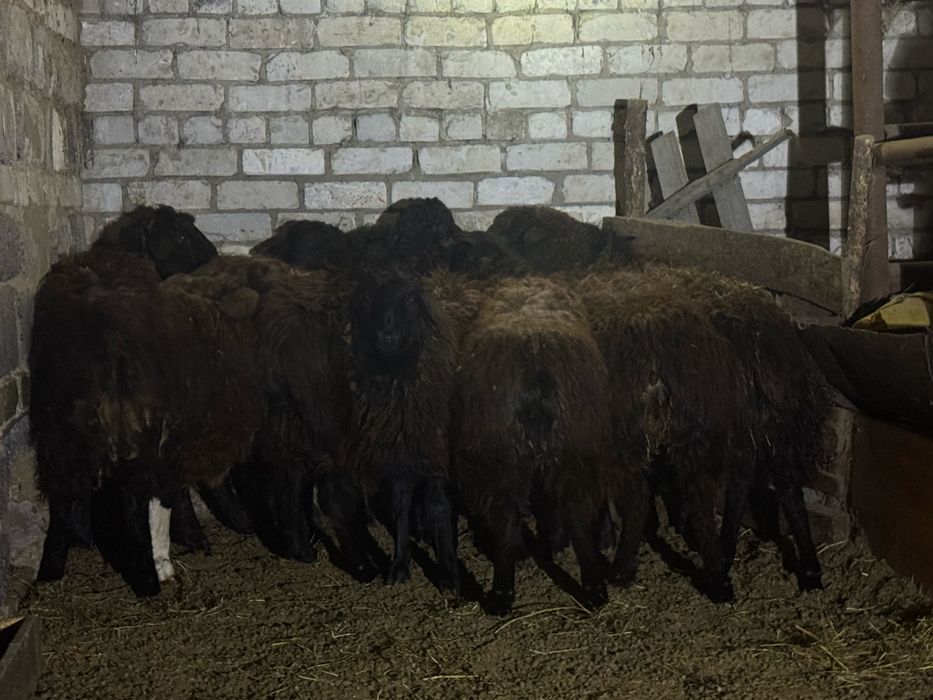 қой сатылады жақсы күйде