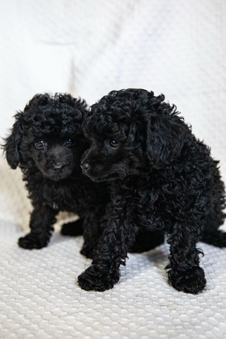 Щенки той пудели черные