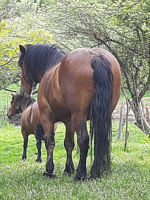 Cal și iapă de 4 ani