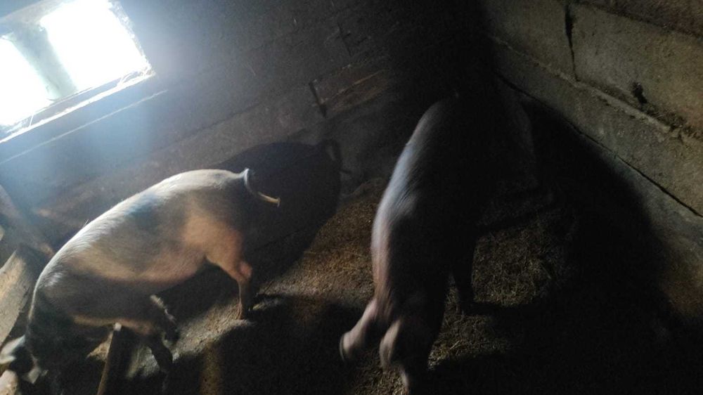 Животные сельхозяйственные