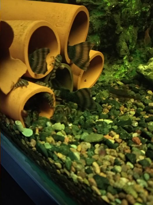 Номерные сомикиl L397