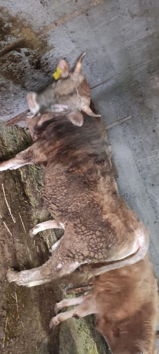 550 000 теңге сатылады