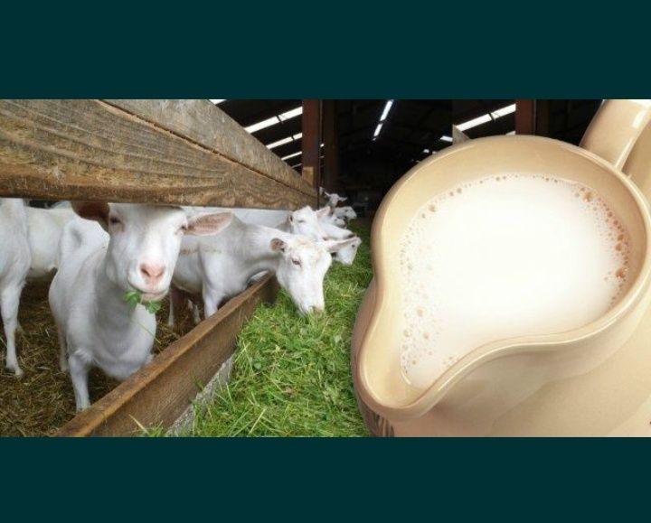 Ешкі суті куніне 2 мезгіл саум