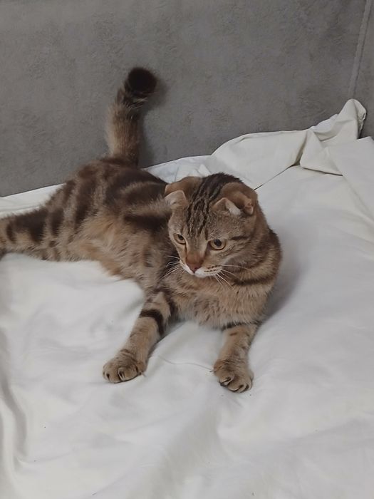 Котёнок девочка 4,5 месяца
