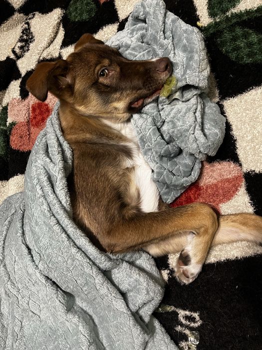 Собака 1 год почти