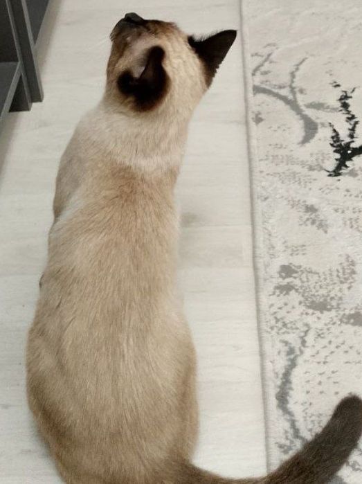 ismi Alisa .qiz bola