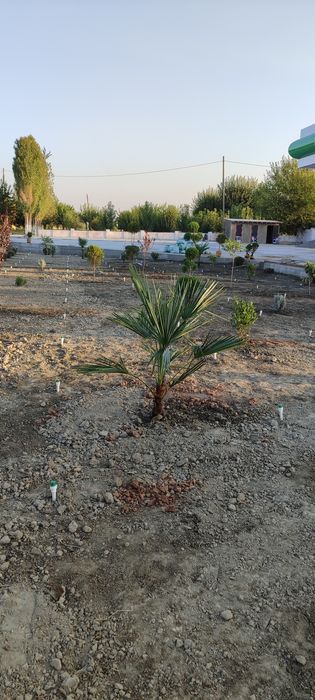 Gazon ekish  landshaft