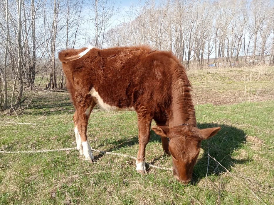 Продам тёлку 1.7