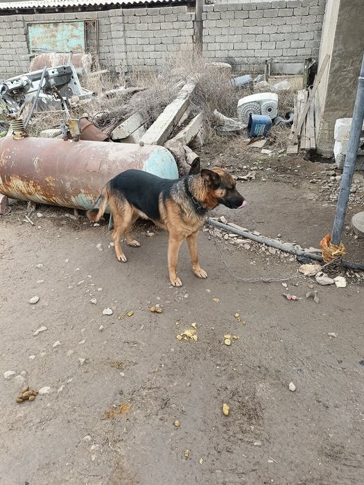 Собака немецкая овчарка