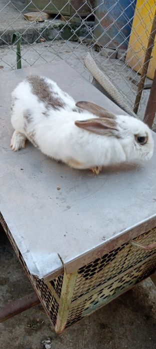 Vând iepuri de toate vârstele