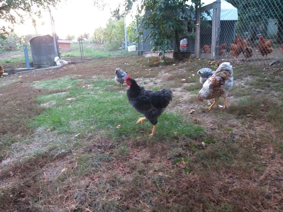 Puicuțe şi cocoşi de vănzare
