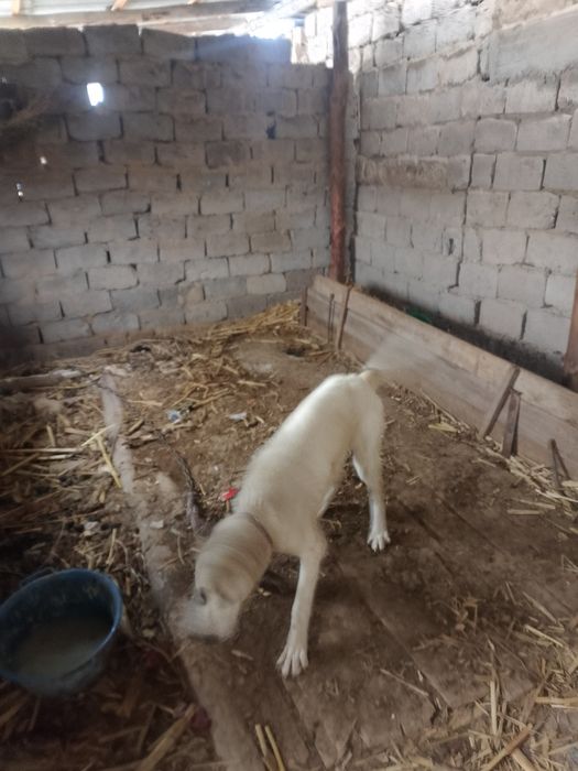 Ит  собака тегін