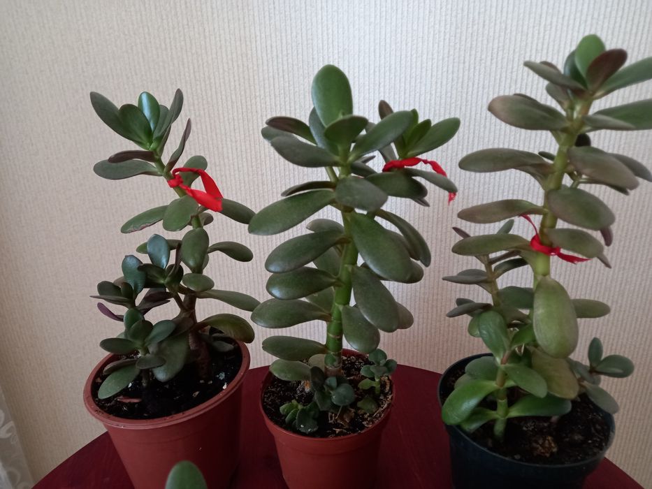 Украшение дома ЦВЕТЫ