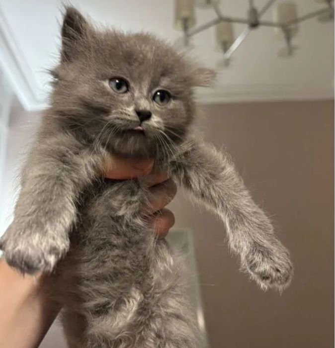 Шотландские девочки, 1.5 мес