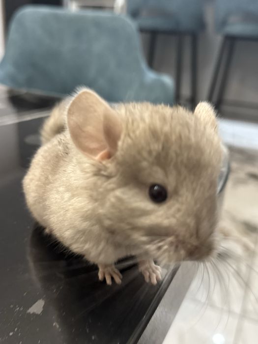 Продам шиншиллу девочку