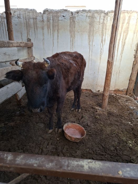 Продаётся корова