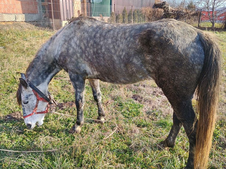 Vând iapă sură la preț de 9000de lei