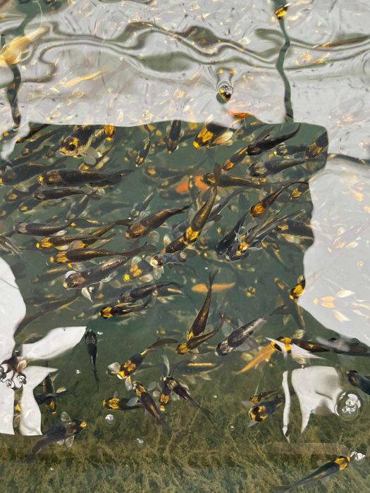 Риби кои / пеперуди/